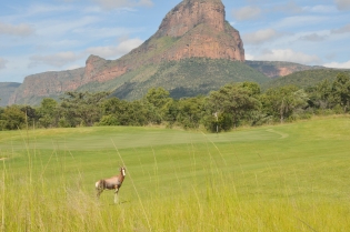 Faune et golf  Au Legend, dans le Limpopo, de nombreux animaux sauvages seront vont compagnons de jeu