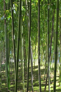Bambous … La profondeur d'une forêt de bambous en Italie